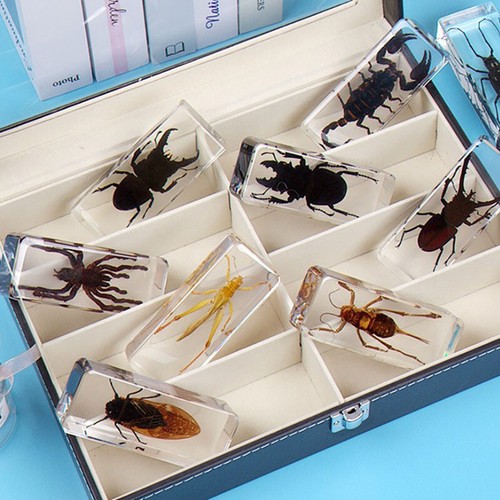 Resin giant bugs insects - resin,