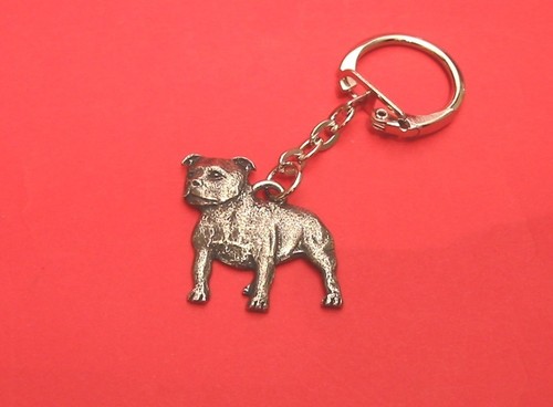 Staffordshire bull dog terrier - bull,
