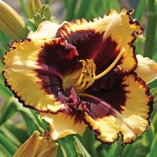 Hemerocallis  - Tiger Blood - Daylily - Cottage Garden Perennial