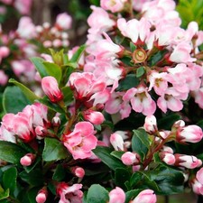 Escallonia 'Apple Blossom' Hardy Evergreen Flowering Potted Outdoor Garden Shrub