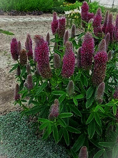 6 x PLUG PLANTS TRIFOLIUM