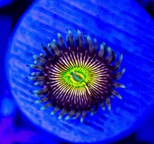RFU Oscillator Zoanthids 