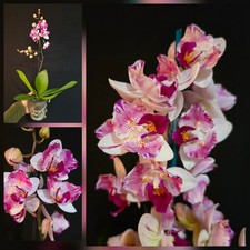 Rare Phalaenopsis Little Gem