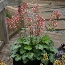 Heuchera Little Cutie