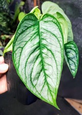 Monstera Siltepecana ‘El