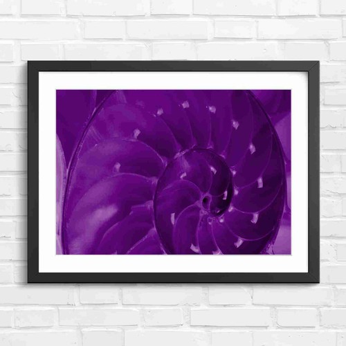 Natural nautilus shell - natural,