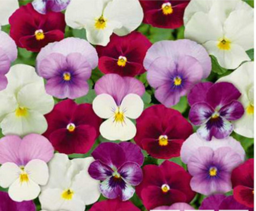 Winter flowering viola - 40,