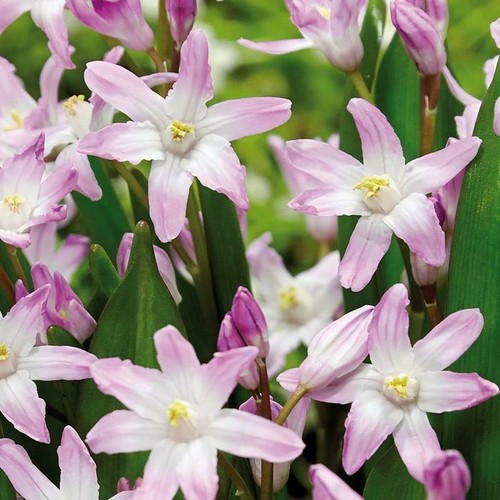 Chionodoxa pink giant - x,