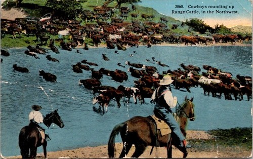 Postcard cowboys horses - cowboys,