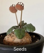 Dorstenia ellenbeckiana  S