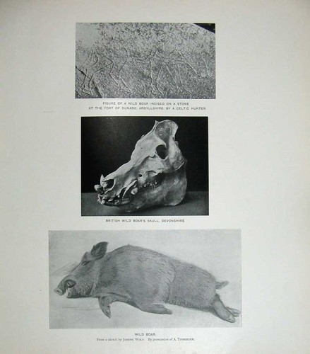 Rare old orginal antique print - orginal,