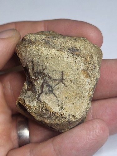 Large triceratops caudal - large,