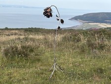 Metal Rose Sculpture - The Last Rose. Interior | Garden Decor