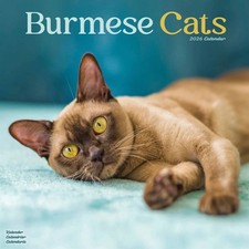 Burmese Cats Calendar 2026 -