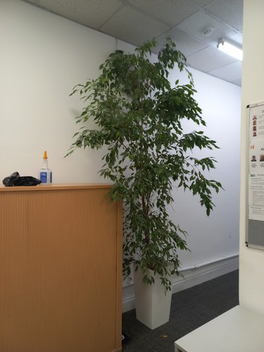 Weeping fig plant - weeping, ficus