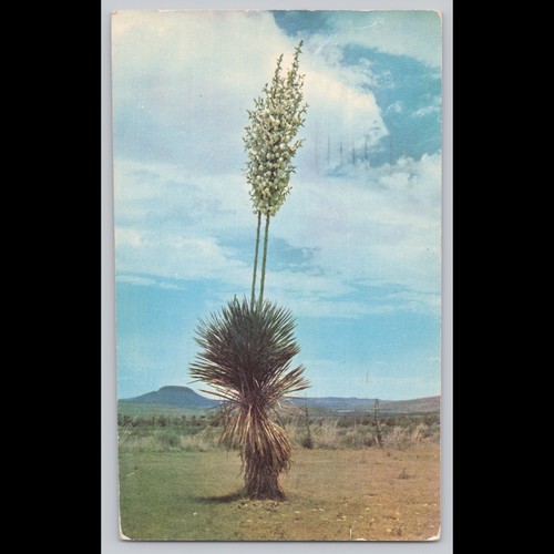 Postcard yucca plant - yucca, desert