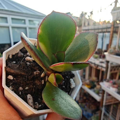 Variegated tri color crassula - tri-color,