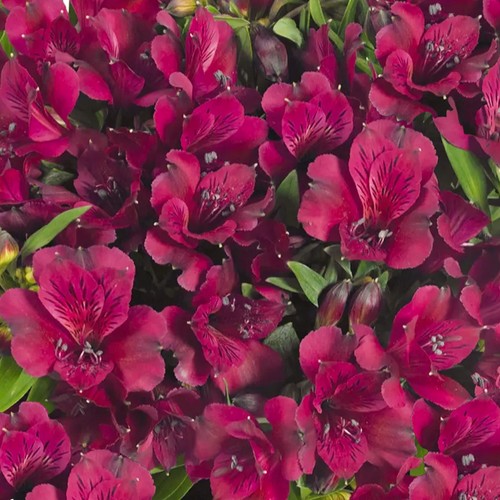 Alstroemeria dark purple - alstroemeria,