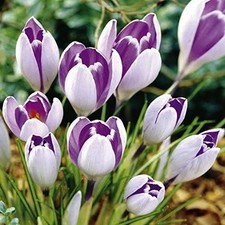 Crocus Bulbs 'Vanguard' WPC