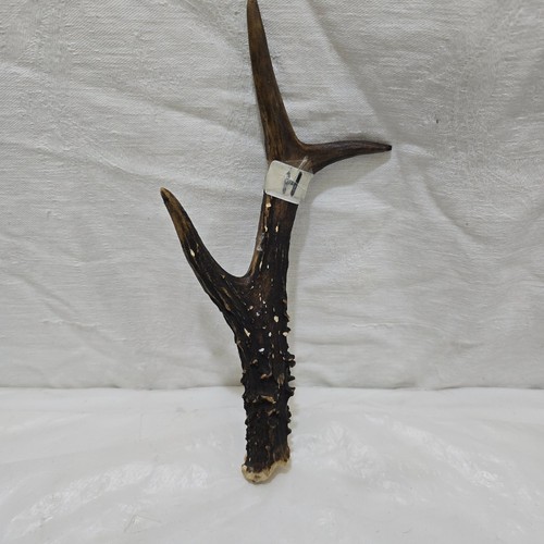 Deer roe antler - /roe,