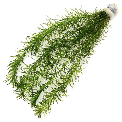 Egeria najas bunches elodea - egeria,