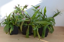 Ragged robin silene - ragged,