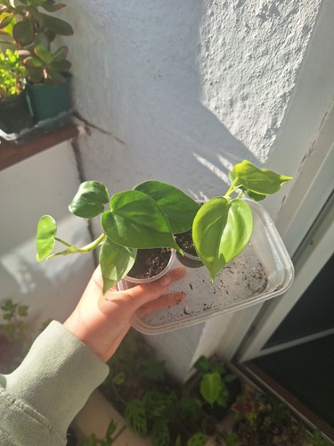 Heart leaf philodendron - philodendron, small