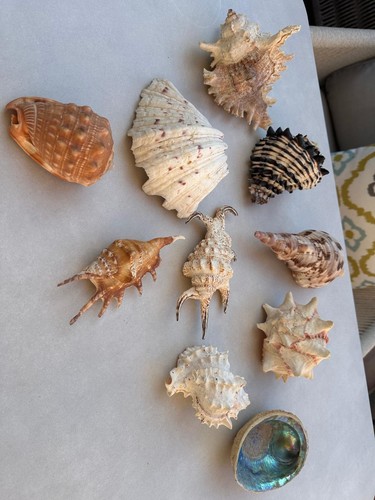 Mixed sea shell - shell, collection