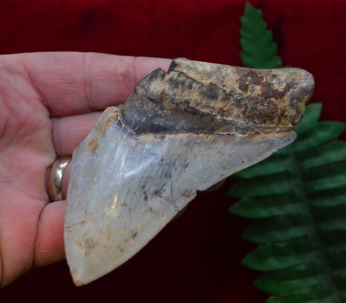 Lovely genuine megalodon - lovely,