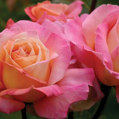 Rose bush plant hardy grown - hardy, uk
