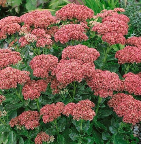 Sedum herbstfreude autumn - herbstfreude,