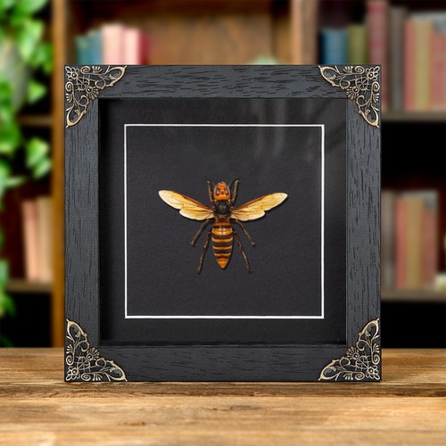 Queen asian giant - hornet, in