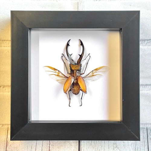 Long jaw stag beetle - jaw,