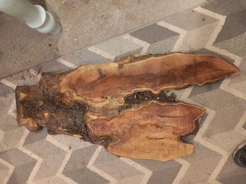 Waney edge live - live, dried
