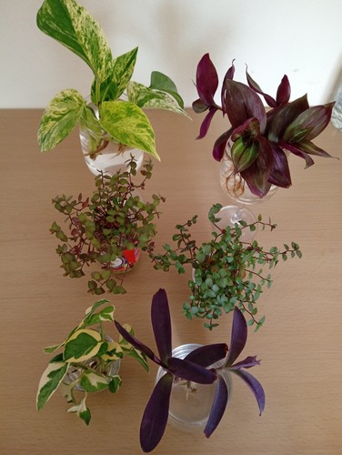 Bundle box with plant - plant, cuttings