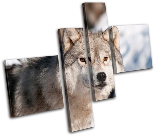 Wolf wildlife animals multi - wildlife,