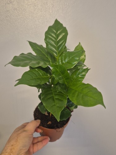 Coffee arabica plant 12cm - plant, pot