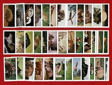 WILD ANIMALS - HORNIMAN & Co