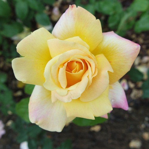 Garden roses plants bare - garden,