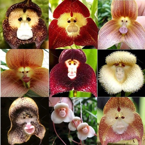 Rare monkey face - face, orchid