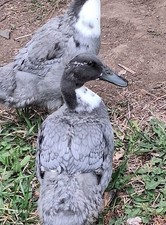 Fertile duck hatching eggs - hatching,