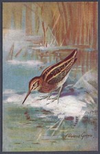 Jack Snipe by Roland Green - R.S. Art Press bird postcard