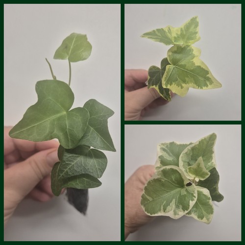 Hedera helix bundle - 3,