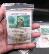 Pleistocene Ice Age Woolly Mammoth Hair Fur Fossil Siberia 