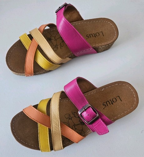 Lotus multicoloured summer - lotus,