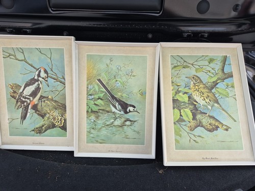 Bird art print - art,