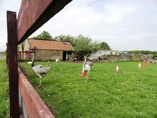 Photo A1 Rheas at Togston