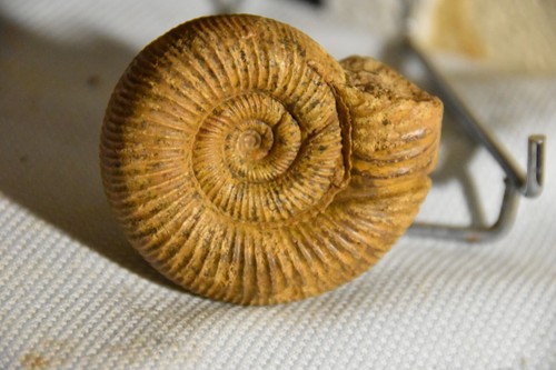 Rare ammonite perisphinctes - rare,