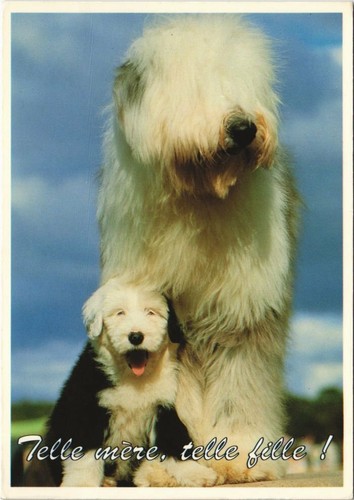 Cpa bobtail dog - cpa, (1178503)