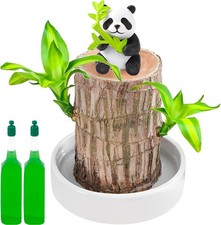 Brazilian wood plant bamboo - wood,